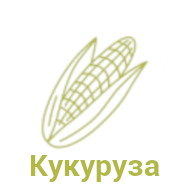 Кукуруза