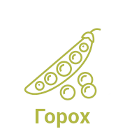Горох