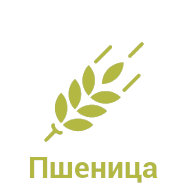 Пшеница