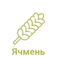 Ячмень